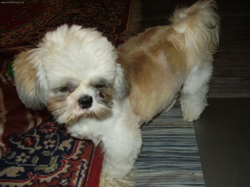 Foto: Badýsek-tak to je nove strříhaný!