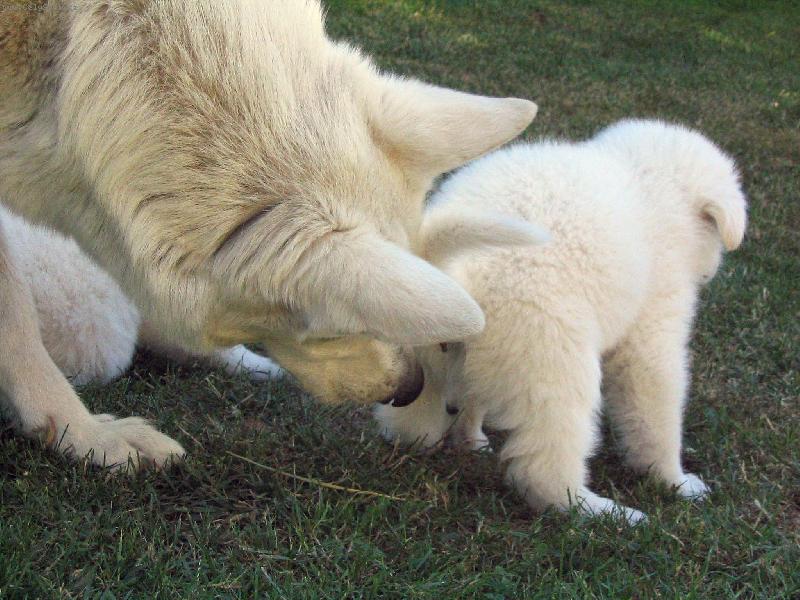 Foto: Bílý ovčák