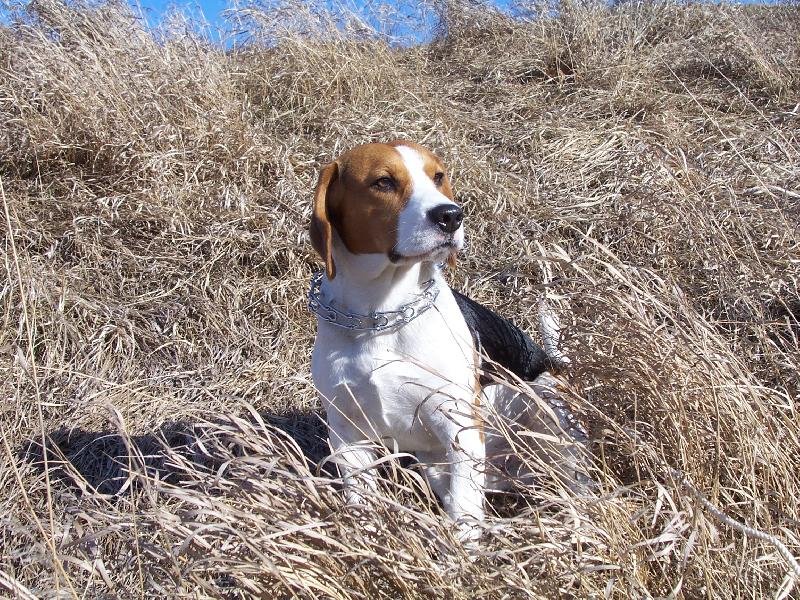 Foto: ozzy-na procházce na našem oblíbeném kopci