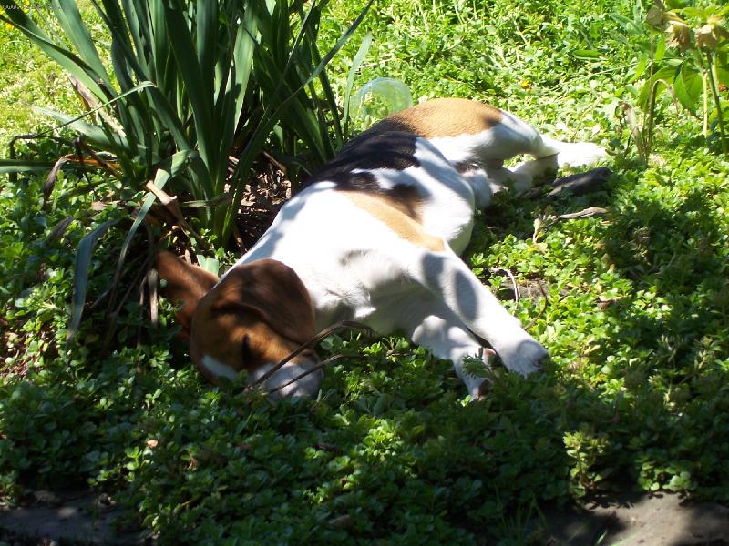 Foto: ozzy-odpočinek na chalupě