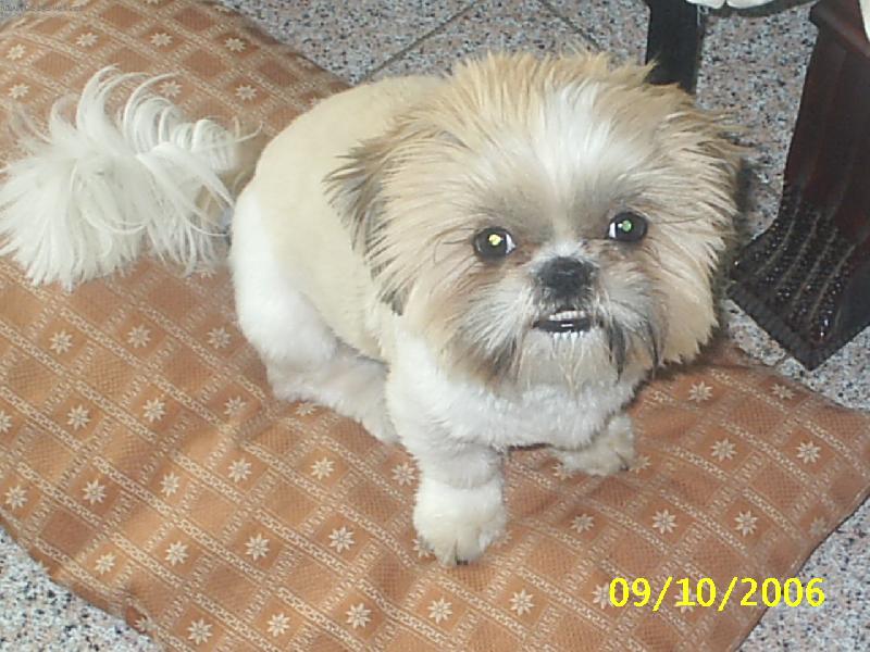 Foto: prvni ostrihani