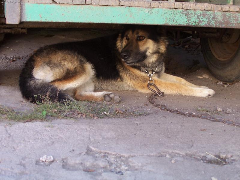 Foto: rexák-sice nejsem papírák ale...panička mě považuje za nejkrásnějšího a má mě moc moc ráda