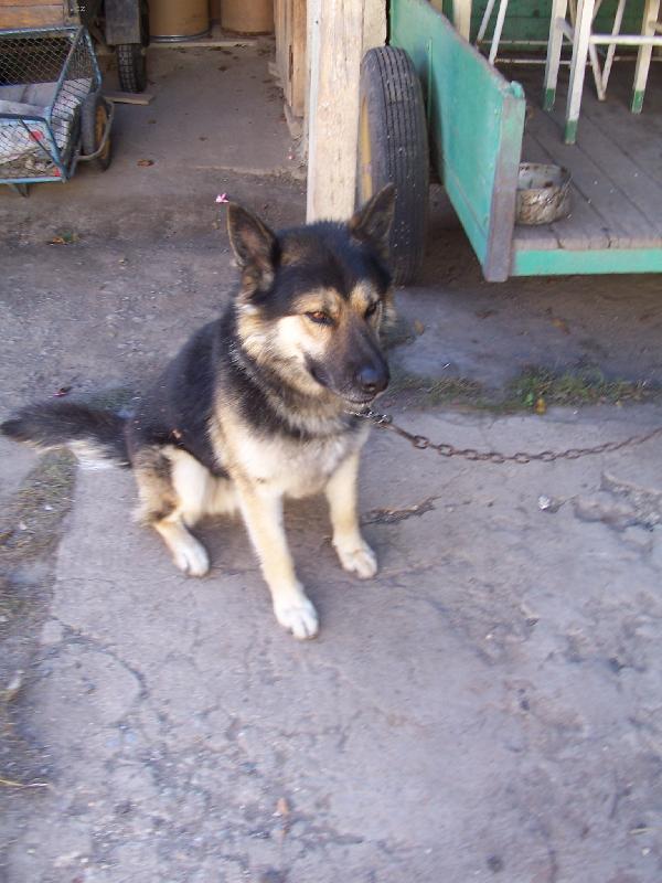 Foto: rex-tak to je u nás na dvorku musim bejt přivázanej protože přijel cizí pejsek