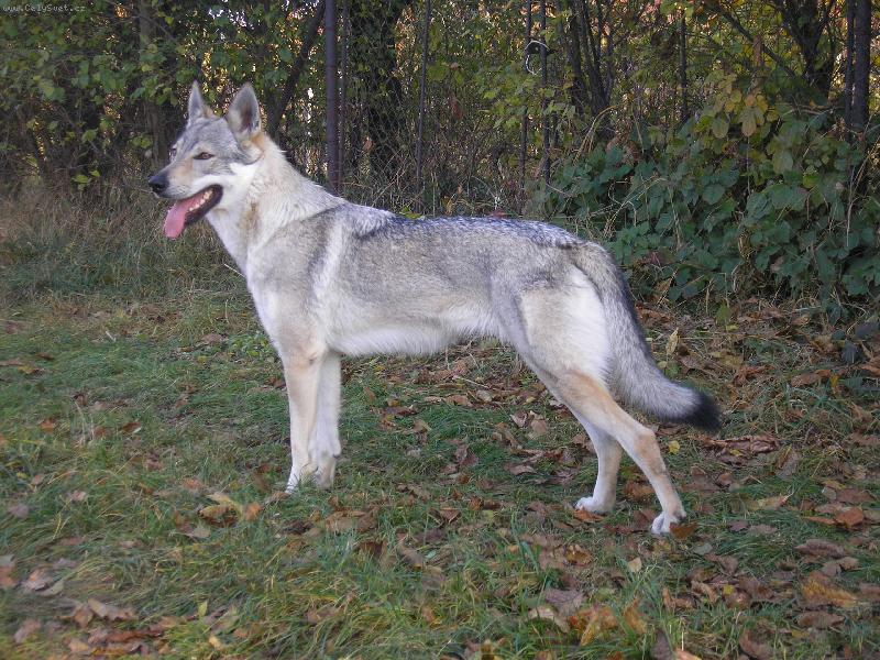 Foto: AIKA z Vlčího dubu-klubová vítězka