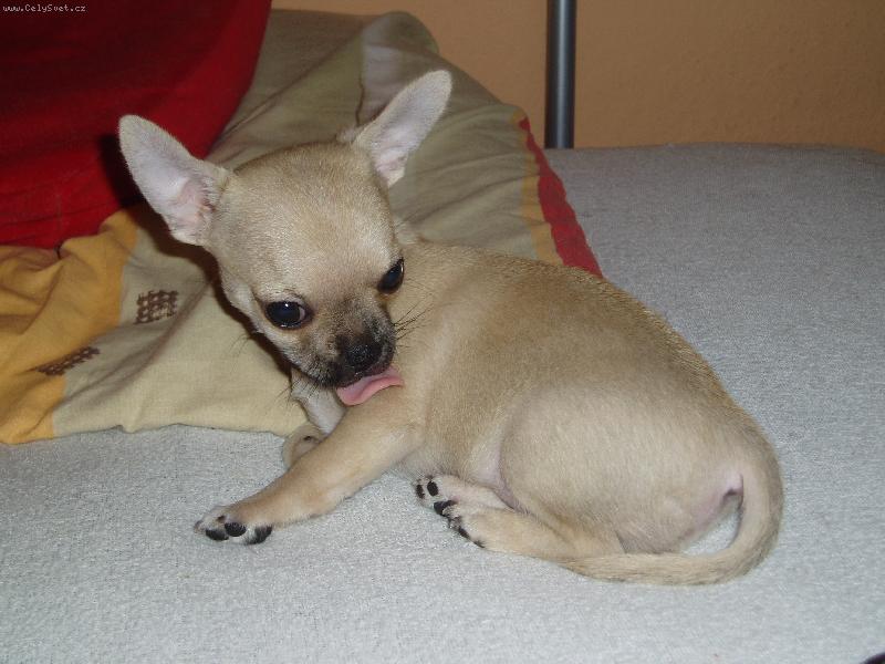 Foto: Sammča se olizuje-***mLaSk***:)