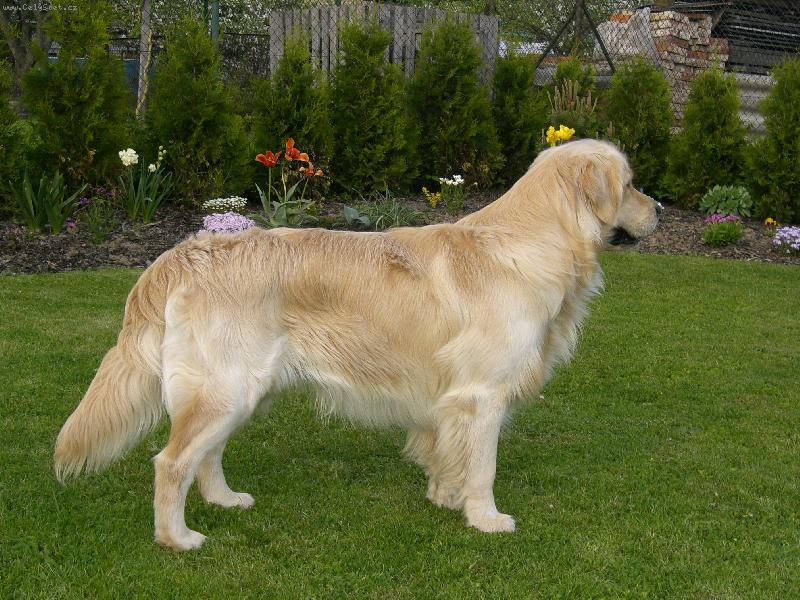 Foto: Zahradník Amíšek-To je ale krasavec,cóóó!!!!!!!!!!