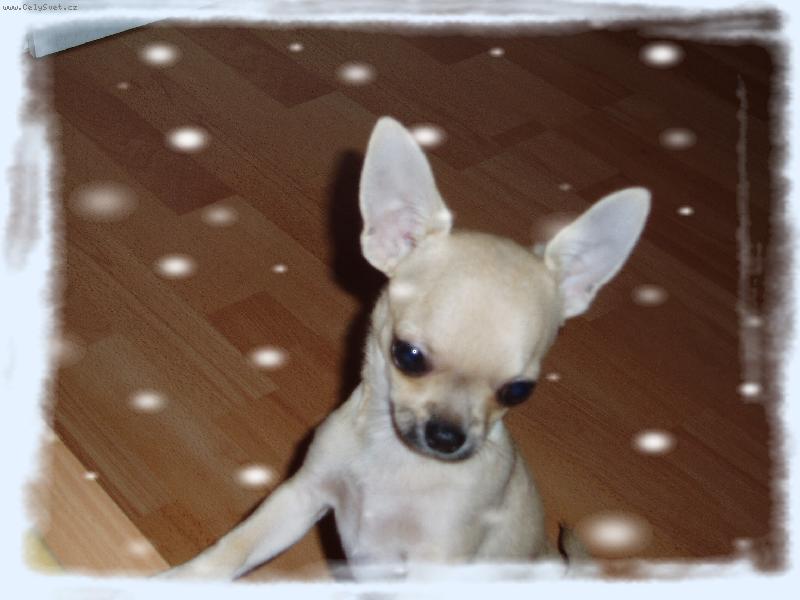 Foto: Samík-Sněží?Nebo se mi to zdá?:)