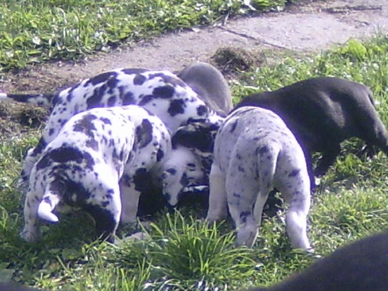 Foto: smečka routů