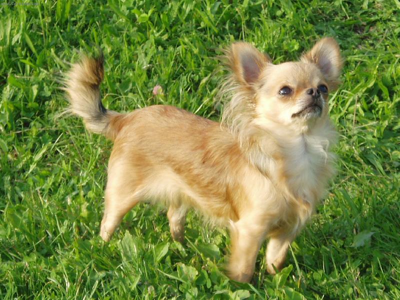 Foto: Beyla Svinovský pahorek