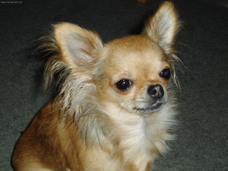 Foto: Beyla Svinovský pahorek