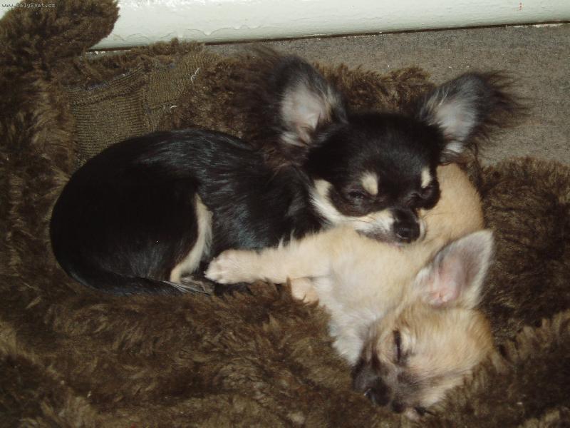 Foto: Jeles-le od Vydří zátoky a Amar od Dorrinky