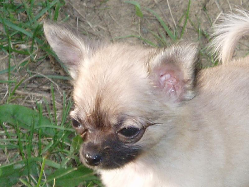 Foto: Jeles-le od Vydří zátoky