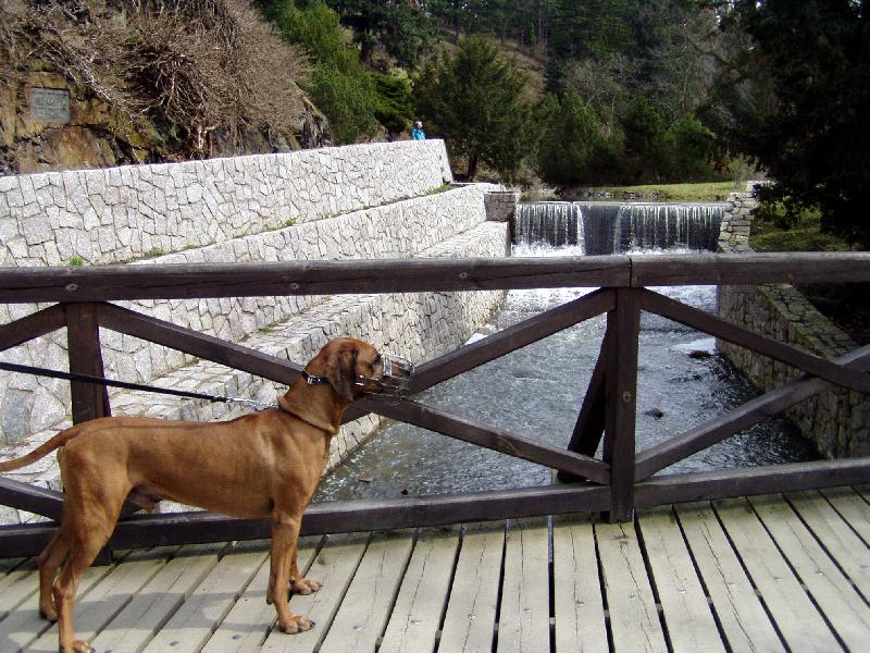 Foto: Arwin na lávce v Průhonickém parku