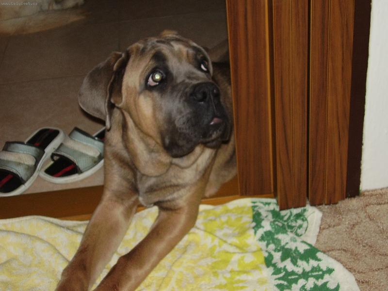 Foto: nico-u mě doma