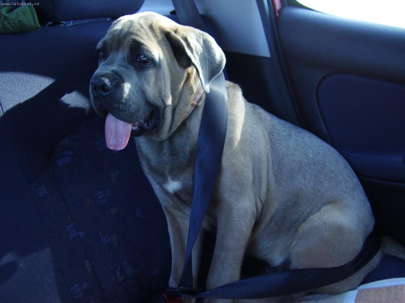 Foto: nico na cestách-musím být pečlivě připoutaný