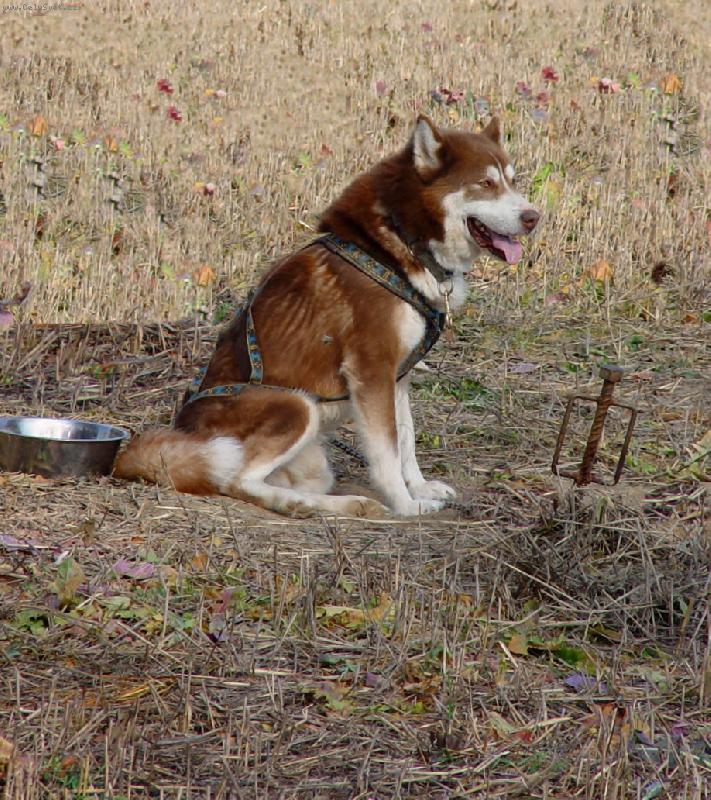 Foto: malamut závodník