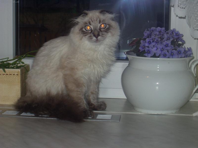 Foto: skotská klapouchá kočka-půlroční kocourek