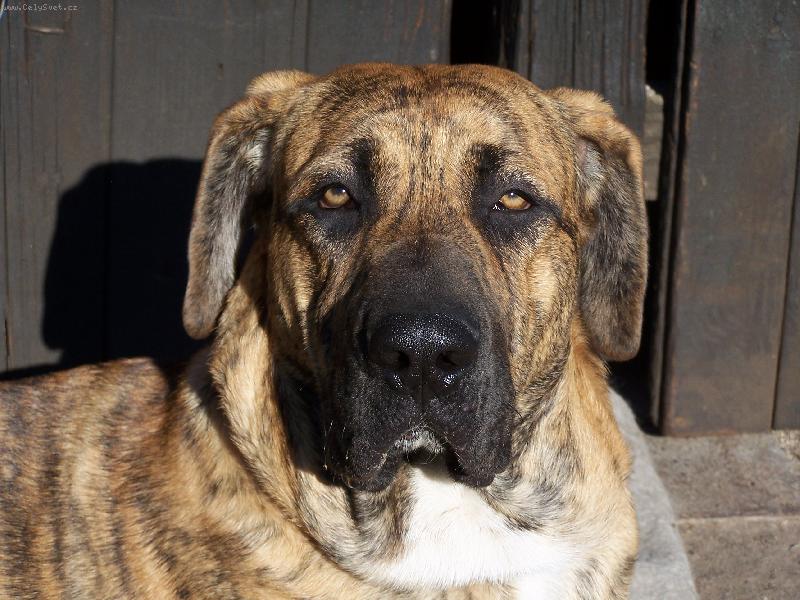 Foto: Fidel-bude mi 8 měsíců