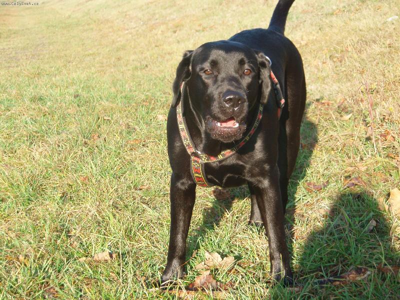Foto: Bryta od maršovských luk-Brata venku