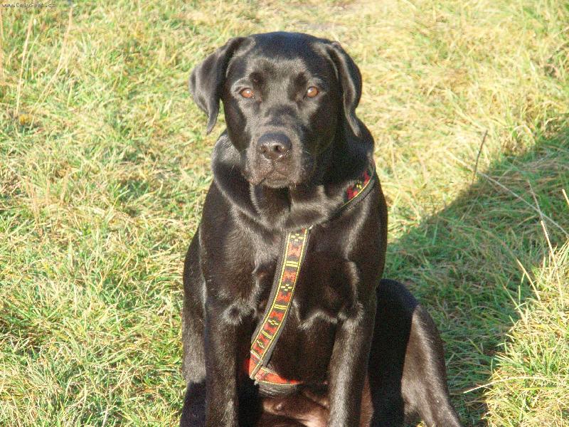 Foto: Takový hodný pejsek