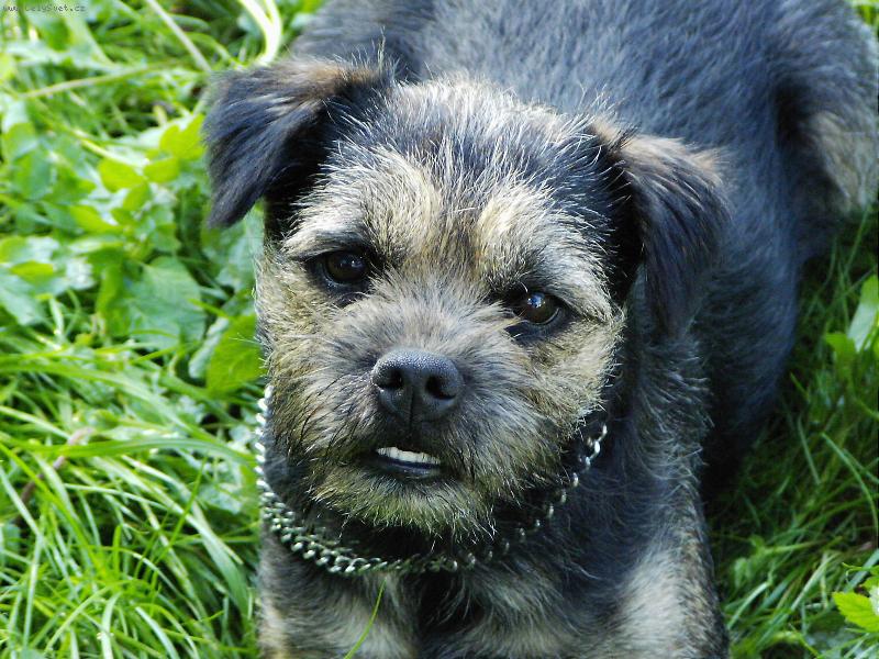 Foto: Ty oči...-Border je tak škaredej, až je nádhernej...