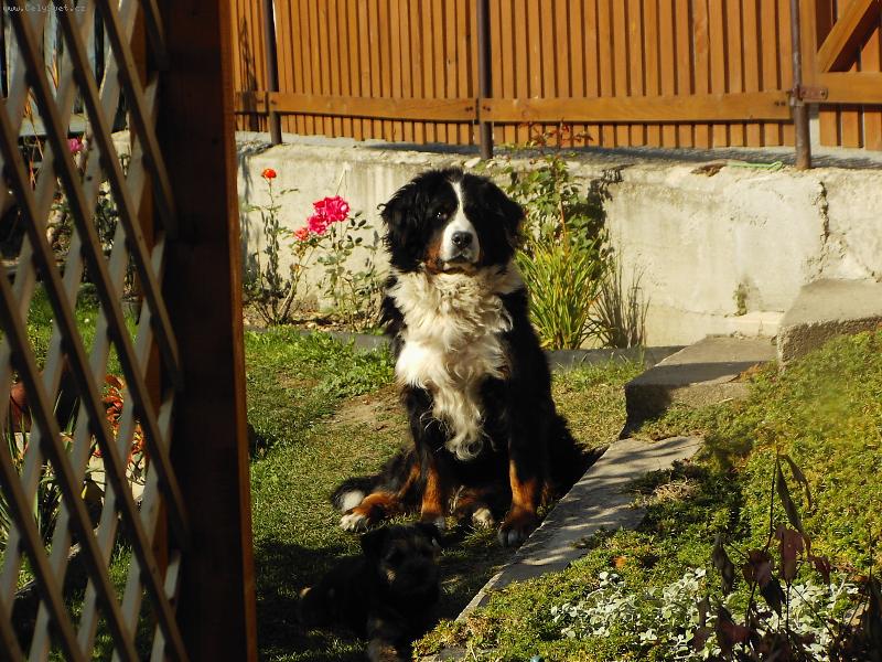 Foto: Na stráži...-Alenka Tornádo Erben