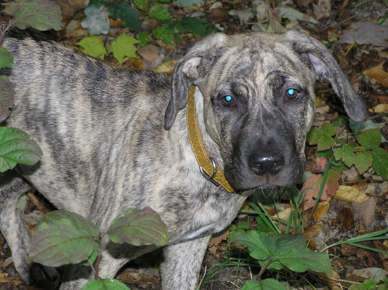 Foto: Na procházce...-Jessi, 5 měsíců