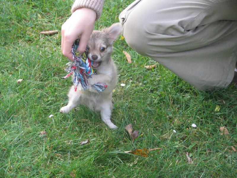 Foto: Čivava-Verdi boy Abonito