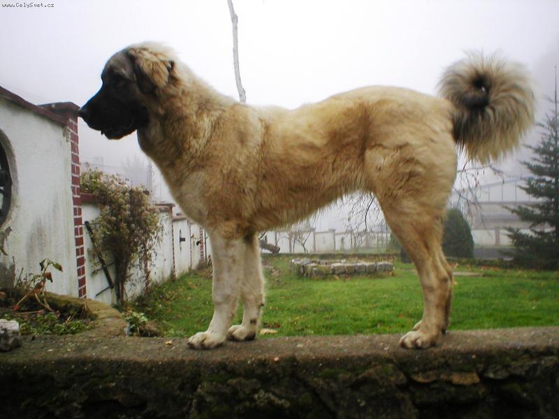 Foto: Areta Kreutzweg von Tahlspere-štěně v 8. měsíci