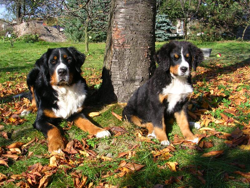 Foto: Max a Sam-nejlepší kamarádi