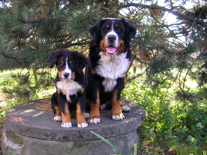 Foto: Max a Sam-nejlepší kamarádi