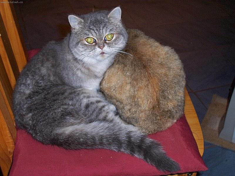 Foto: Exotické kočičky-Týna a Bára (tedy její pozadíčko) :)