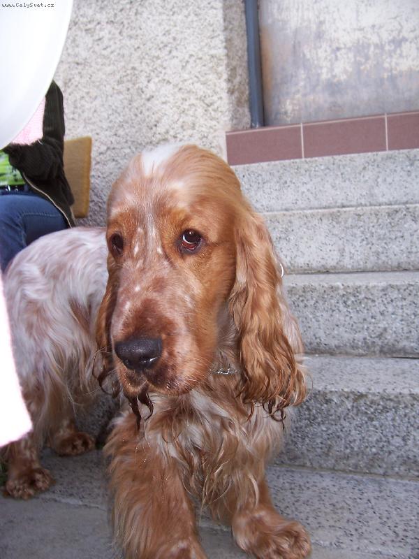 Foto: DAR ODrostlé štěně-DAR roste do síly