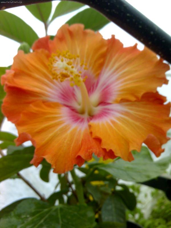 Foto: Flame-...konečně jsem se dočkala květu....