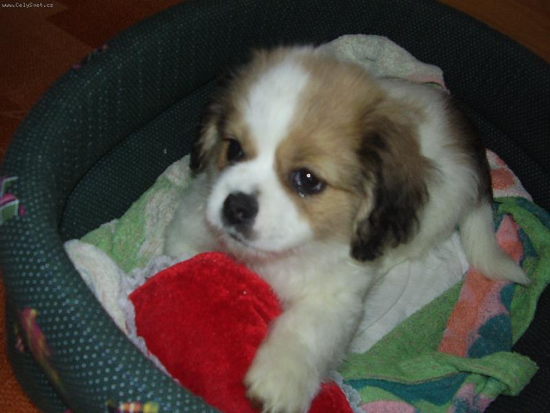 Foto: moje malá chiquitka-fenečka má 10 týdnů