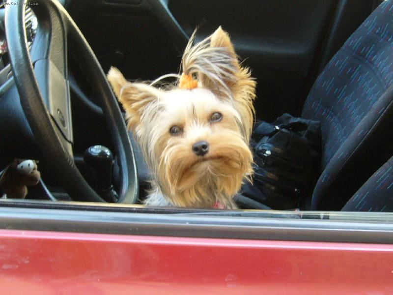 Foto: MIA z Děčína-zase v autě