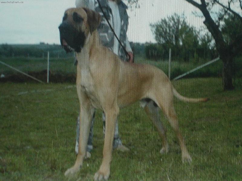 Foto: TAK  TO JSEM JÁ-ALBORG  BISDOG BOHEMIA -KRYCÍ PES