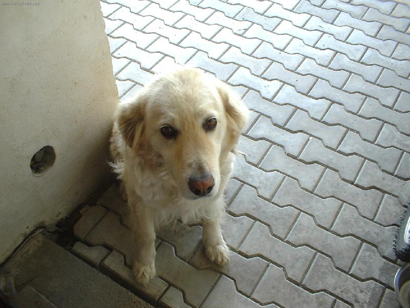 Foto: Bellinka :)-Naša fenečka :)