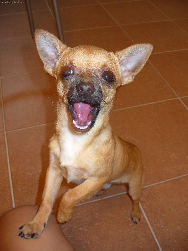 Foto: Veselý čivavák-Fenri má prostě dobrou náladu