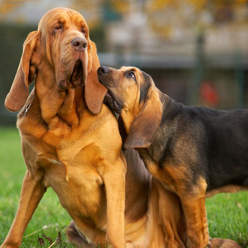 Foto: Bloodhoundí symfonie-táta a syn : Cambridge a Vestigator