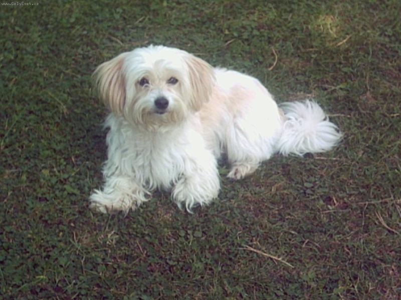 Foto: kety-kříženec maltezáček ale nevím s číjm ještě