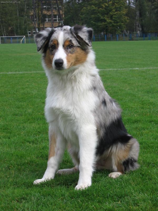 Foto: Deli na výstavě