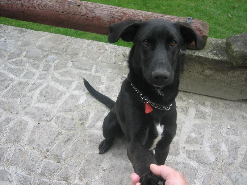 Foto: malorský ovčák-cao de bestiar