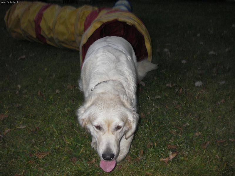 Foto: Už nemůžu!!!-becckye při nácviku na agility.