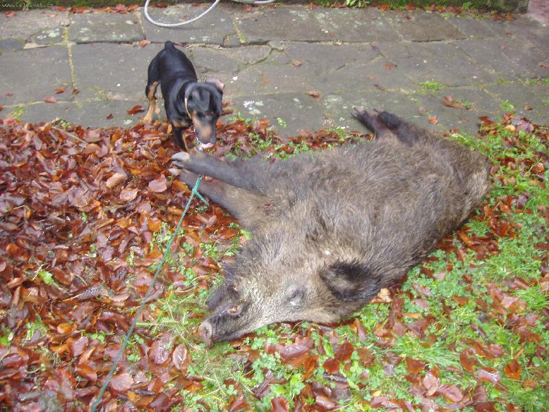 Foto: Argo a prasátko