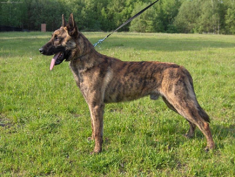 Foto: Gery-roční pejsek