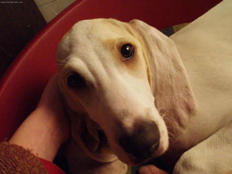 Foto: fenka-5.měsíců-tonda(rod.jm.:Besi)