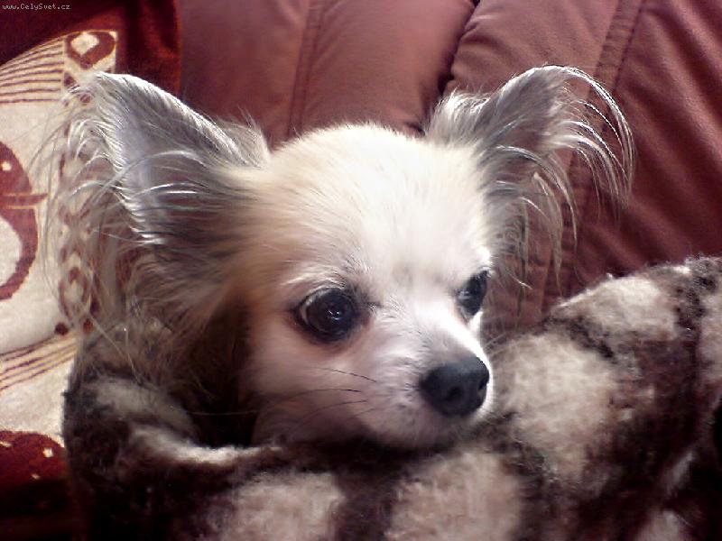 Foto: Dustin-Toto je náš malej Hoffman zabalenej po koupeli v dece. Ano je to herec!