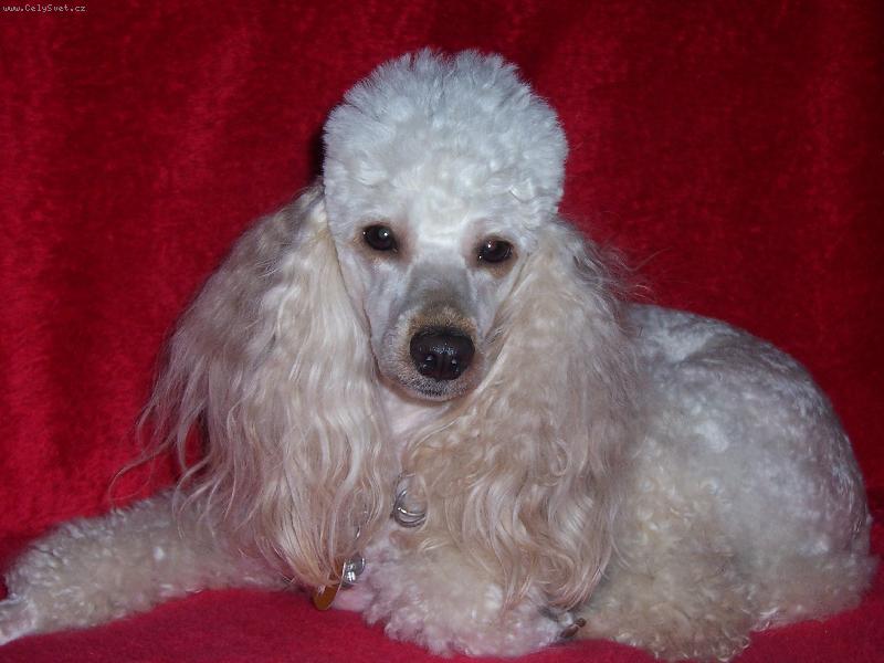 Foto: miláček Nelinka-čekám až vyletí ptáček