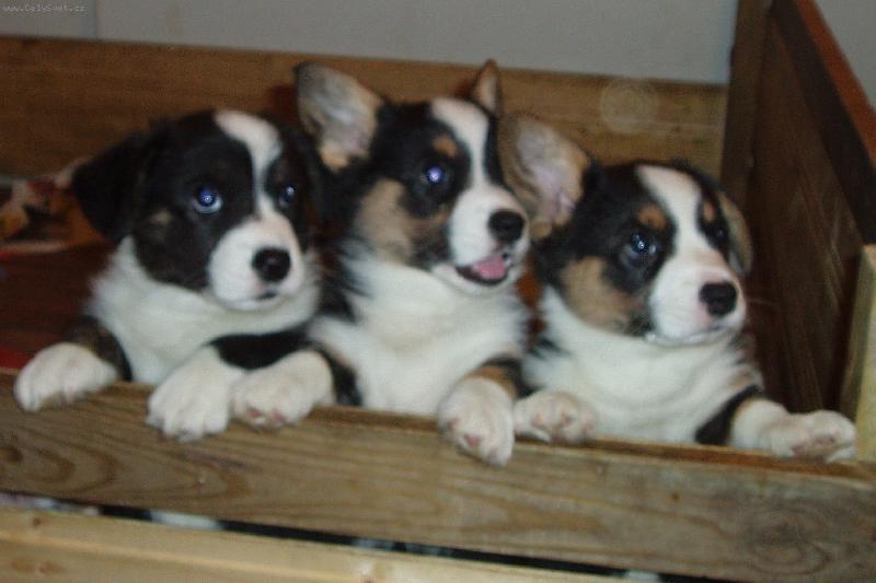 Foto: Štěňátka Cardigani